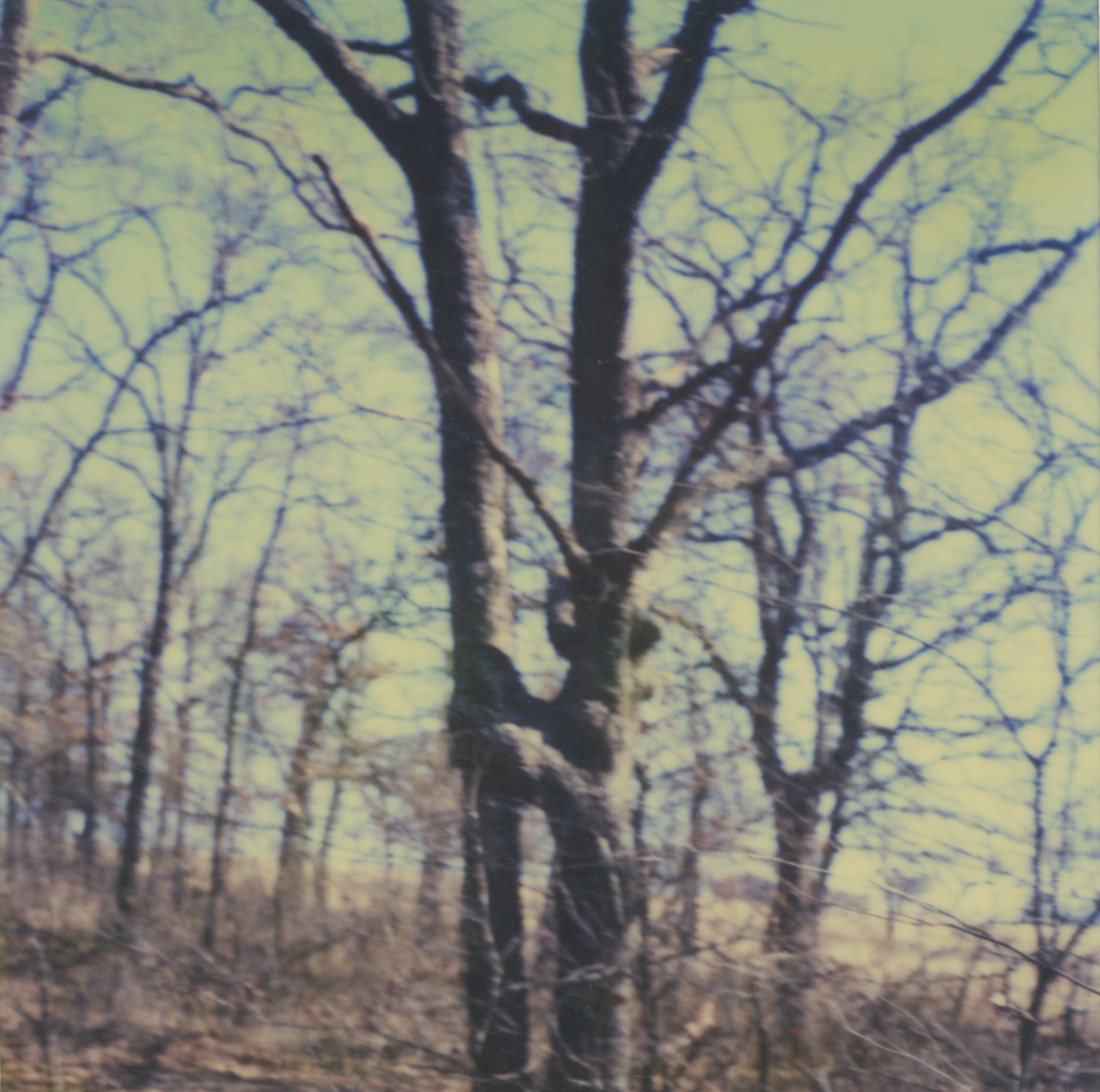 Two trees grown together at Les’ property Wilson Family Album